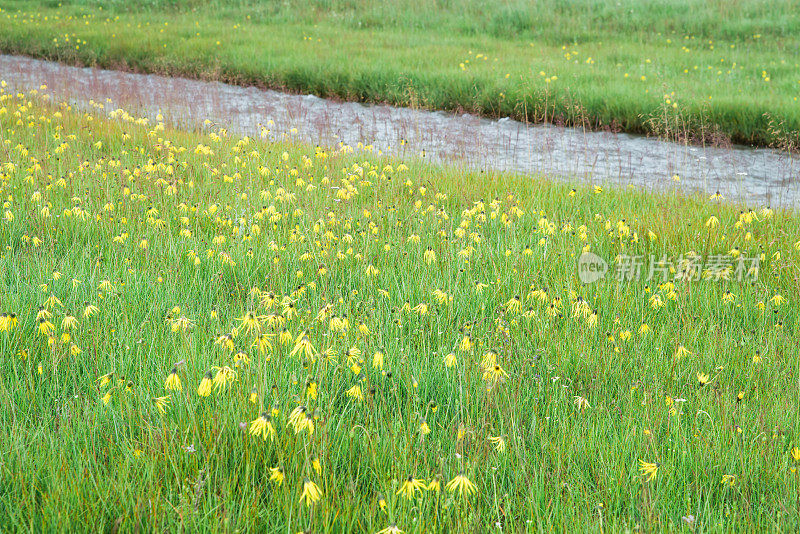 Cremanthodium Benth(垂头菊) growing in plain